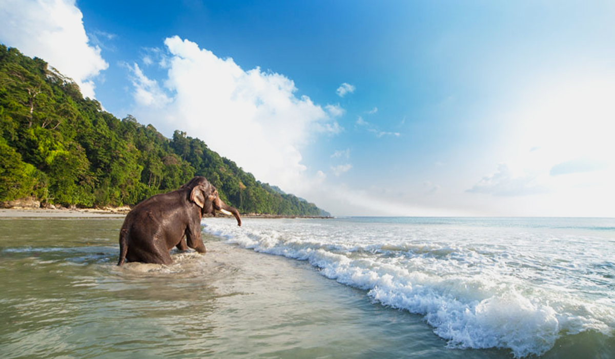 Elephant-Beach